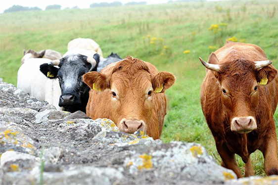 Ireland cows